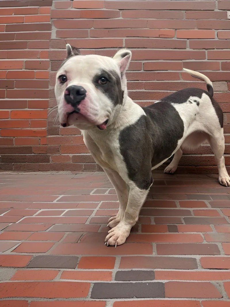 Snowball thumbnail 2