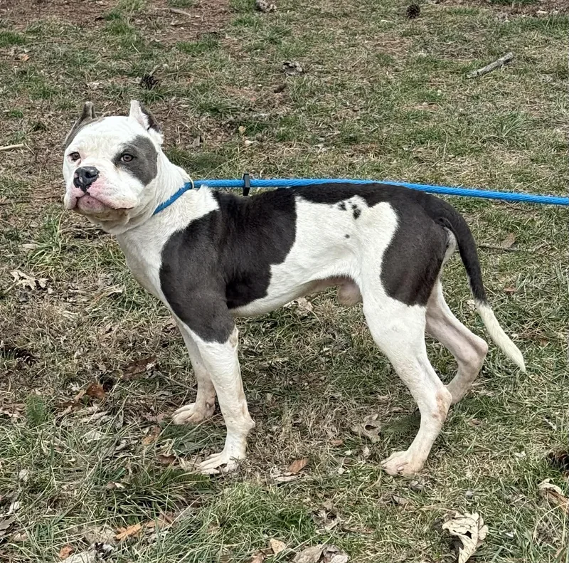 Snowball thumbnail 3