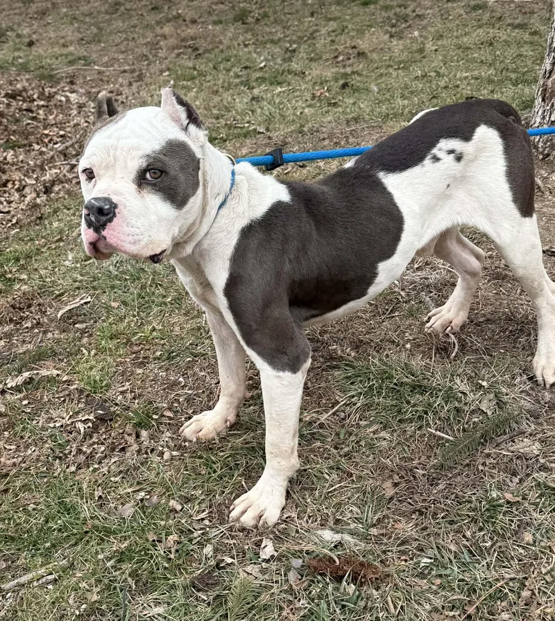 Snowball thumbnail 4