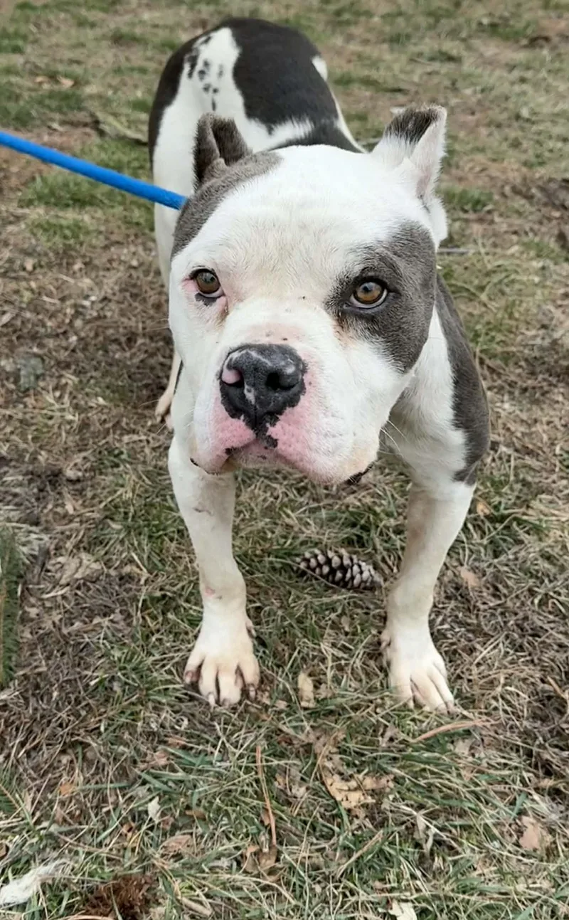 Snowball thumbnail 5