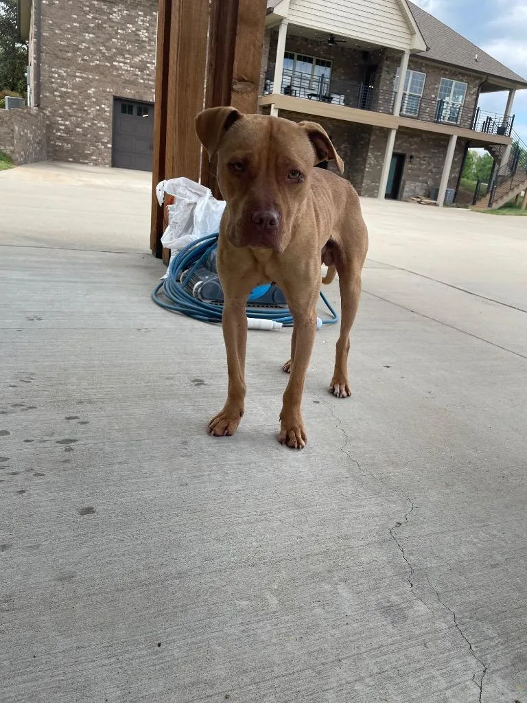 An adult large-sized male Mixed Breed dog named Sid for adoption in Clarksville, TN