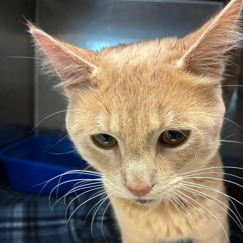 A young medium-sized male Domestic Short Hair cat named Brandon for adoption in Horn Lake, MS