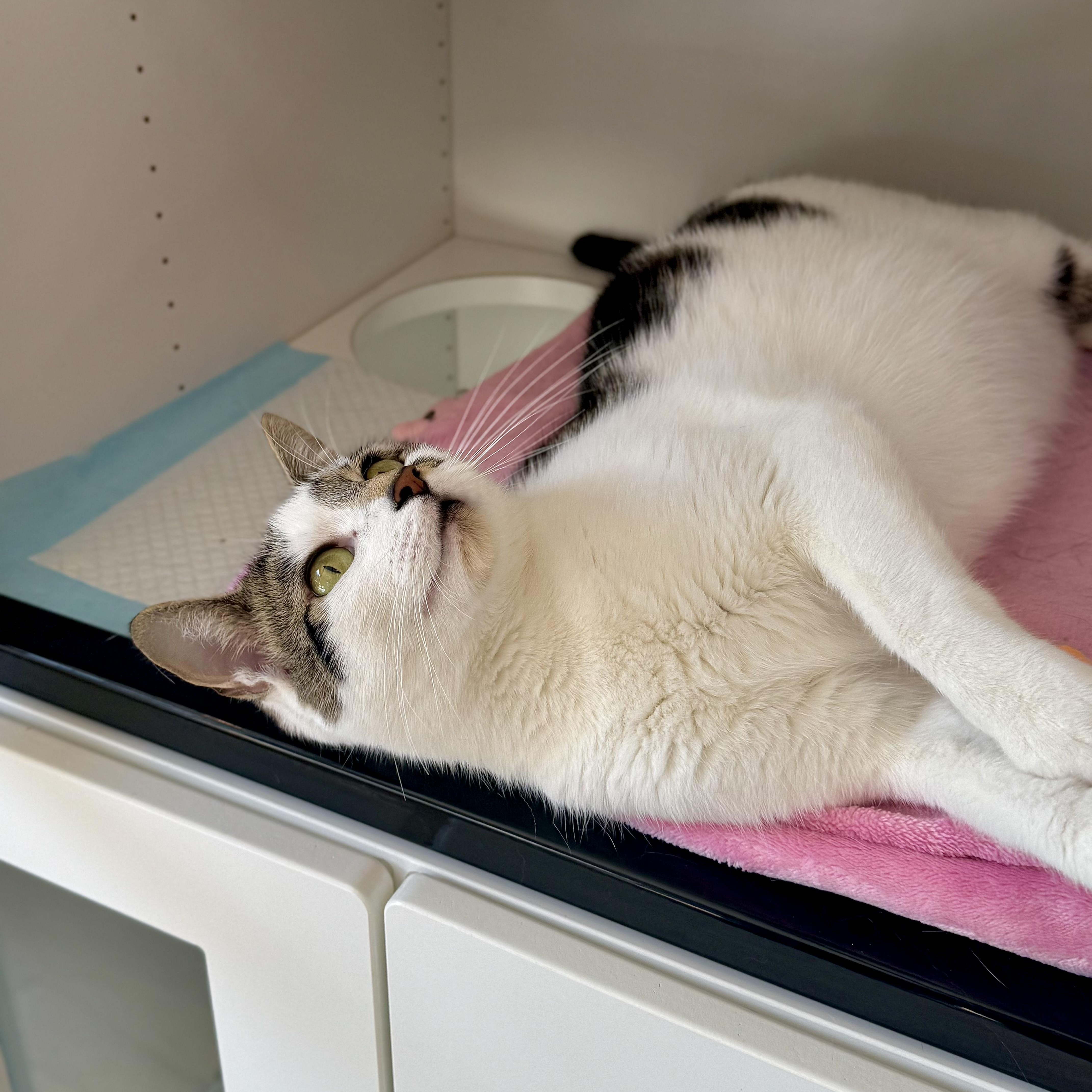 A young large-sized female Gray & White Domestic Short Hair cat named Baby for adoption in Ramsey, NJ