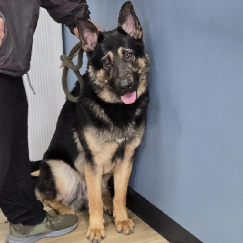 Hercules thumbnail 3