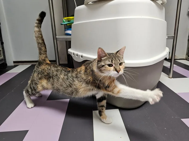 An adult medium-sized female Domestic Short Hair cat named Lulu for adoption in Cedar Rapids, IA