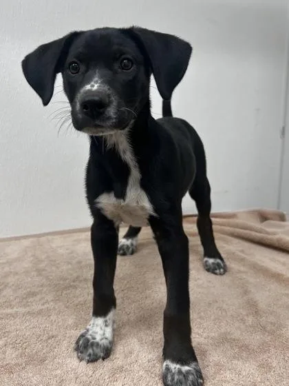 A baby medium-sized female Siberian Husky dog named Dolores for adoption in Phoenix, AZ