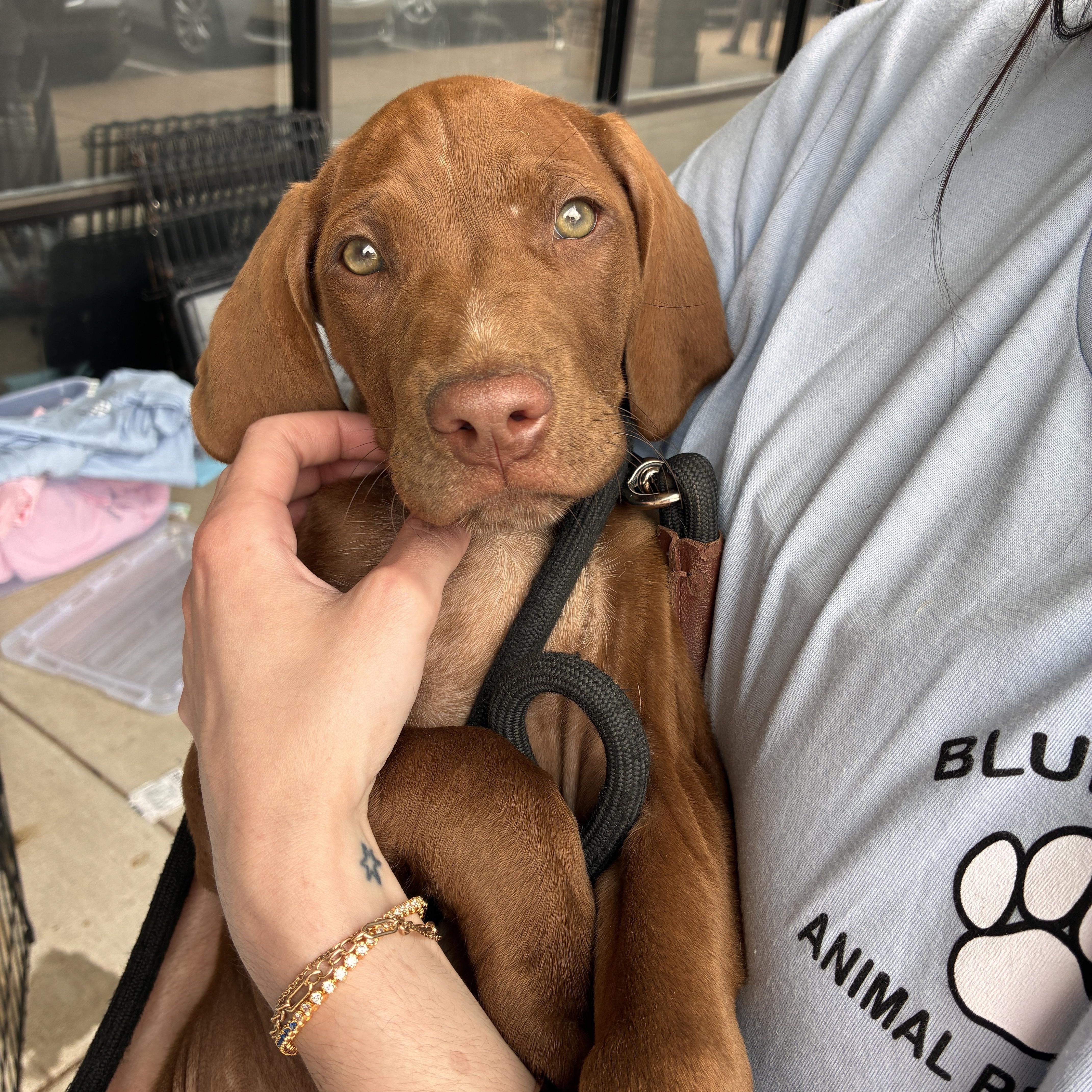 A baby medium-sized male Red / Chestnut / Orange Vizsla dog named Jethrow for adoption in Cordova, TN
