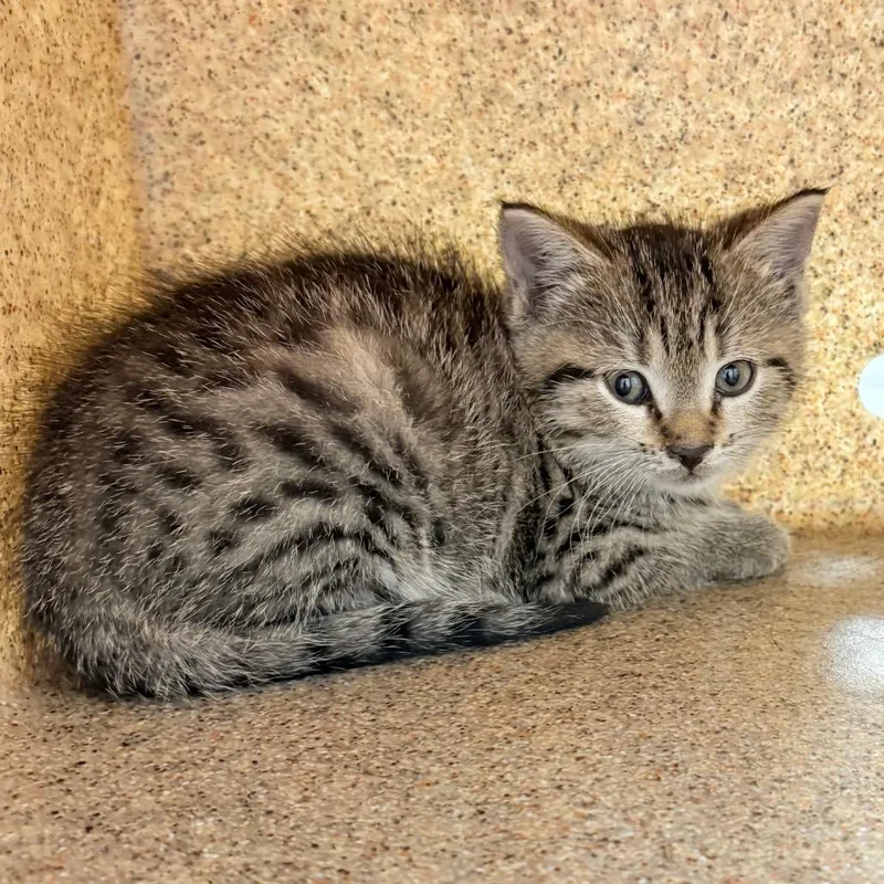 A baby small-sized female Black Domestic Short Hair cat named Crunchy Roll for adoption in Philadelphia, PA