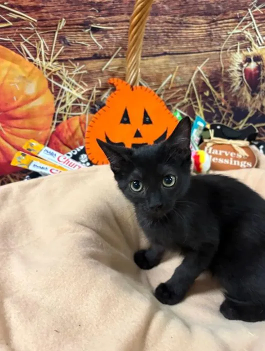 Cocoa