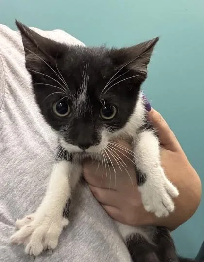 A baby small-sized male Domestic Short Hair cat named Birdie for adoption in New Orleans, LA