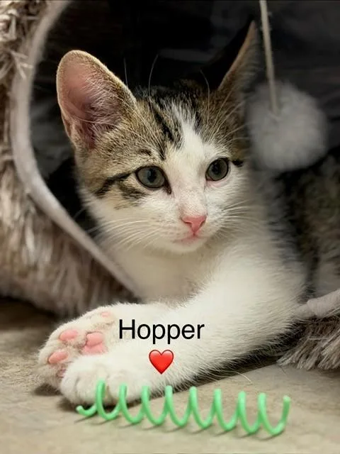 A baby small-sized male Domestic Short Hair cat named Hopper for adoption in Saint Peters, MO