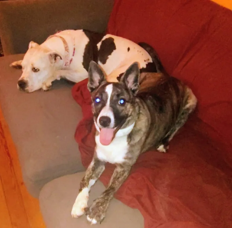 A young medium-sized male Brindle Mixed Breed dog named Indio for adoption in Albany, NY