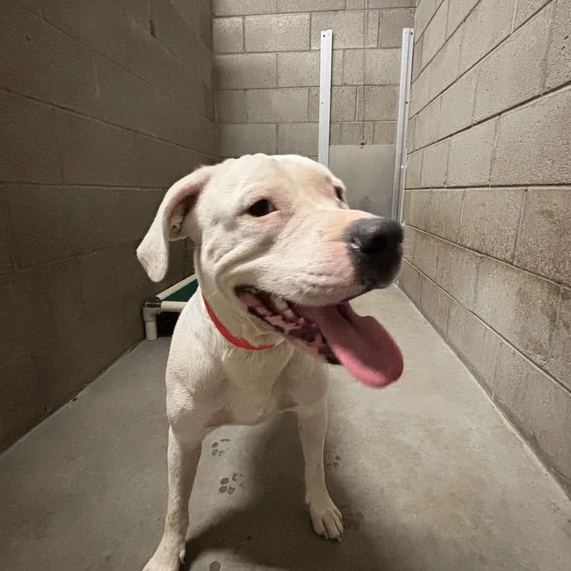 An adult large-sized female Pit Bull Terrier dog named Flan for adoption in Yuma, AZ