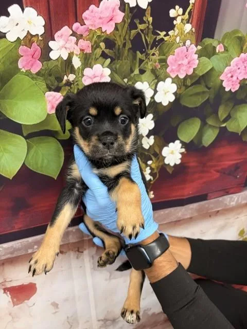 A baby small-sized female Rottweiler dog named Betsy for adoption in San Bernardino, CA