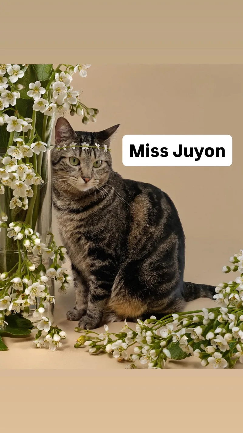 A young medium-sized female Tabby cat named Miss Juyon At Martinez for adoption in Walnut Creek, CA