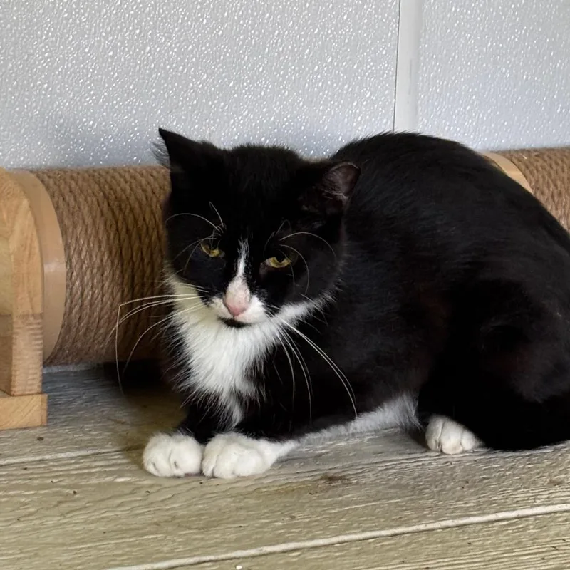 A young medium-sized female Black Domestic Short Hair cat named Mittens WC for adoption in Grand Rapids, MI