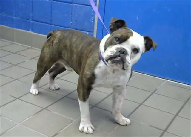 A young medium-sized male English Bulldog dog named Spitz for adoption in Albuquerque, NM