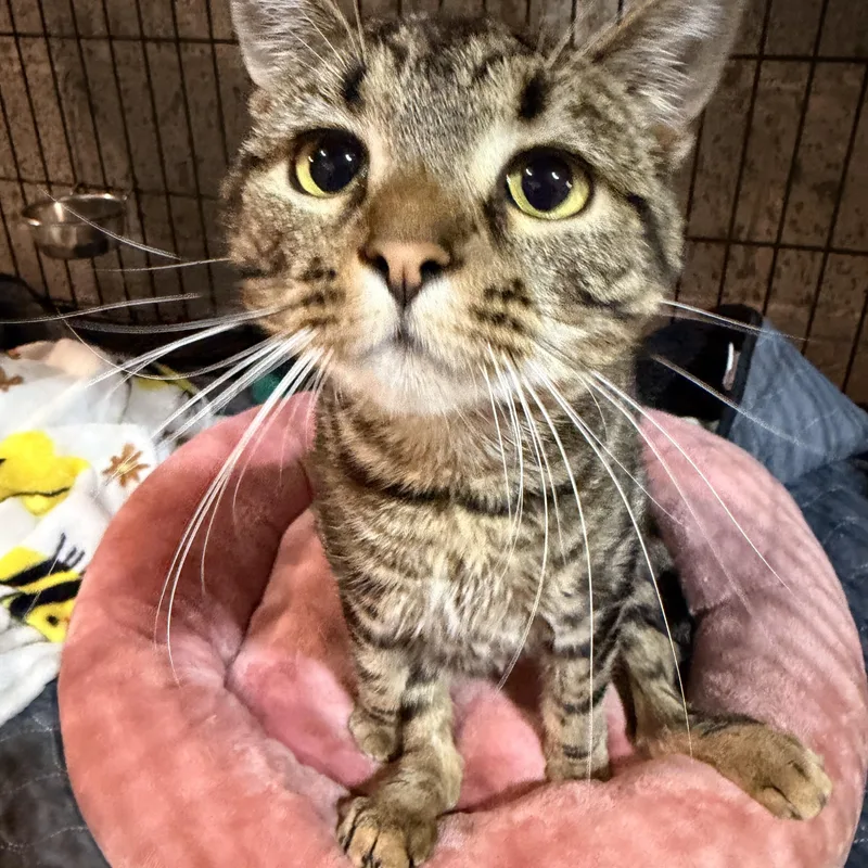 A young medium-sized female Tabby (Brown / Chocolate) Domestic Short Hair cat named Bellatrix for adoption in Scranton, PA