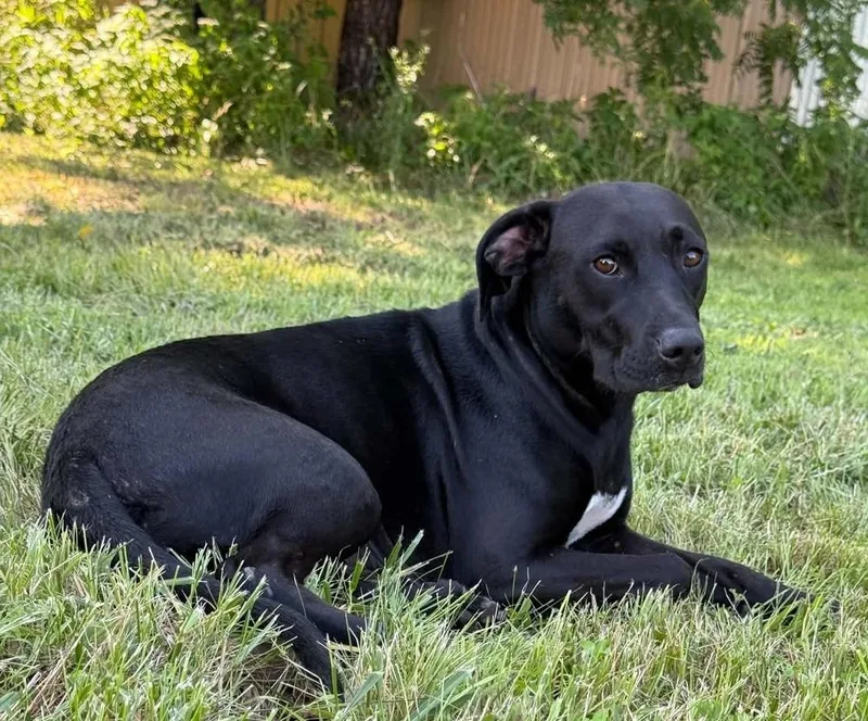 An adult medium-sized female Tricolor (Brown, Black, & White) Labrador Retriever dog named Bessie for adoption in Bolivar, MO