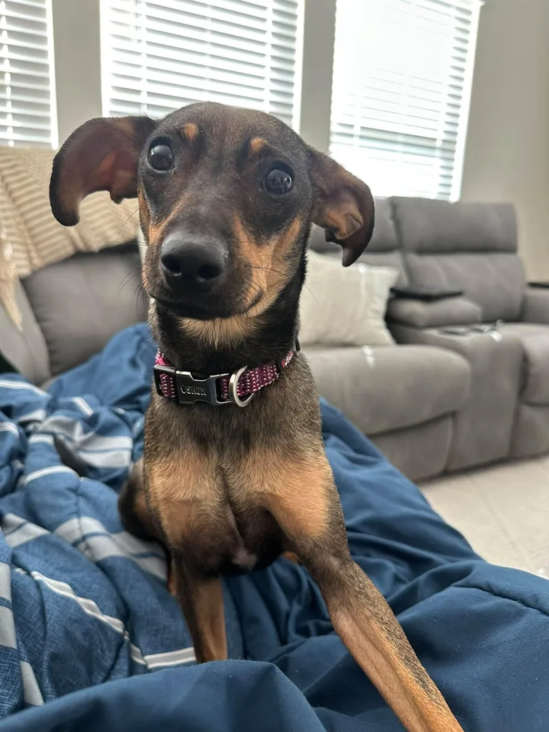 A young medium-sized female Dachshund dog named Mei for adoption in Greenville, SC