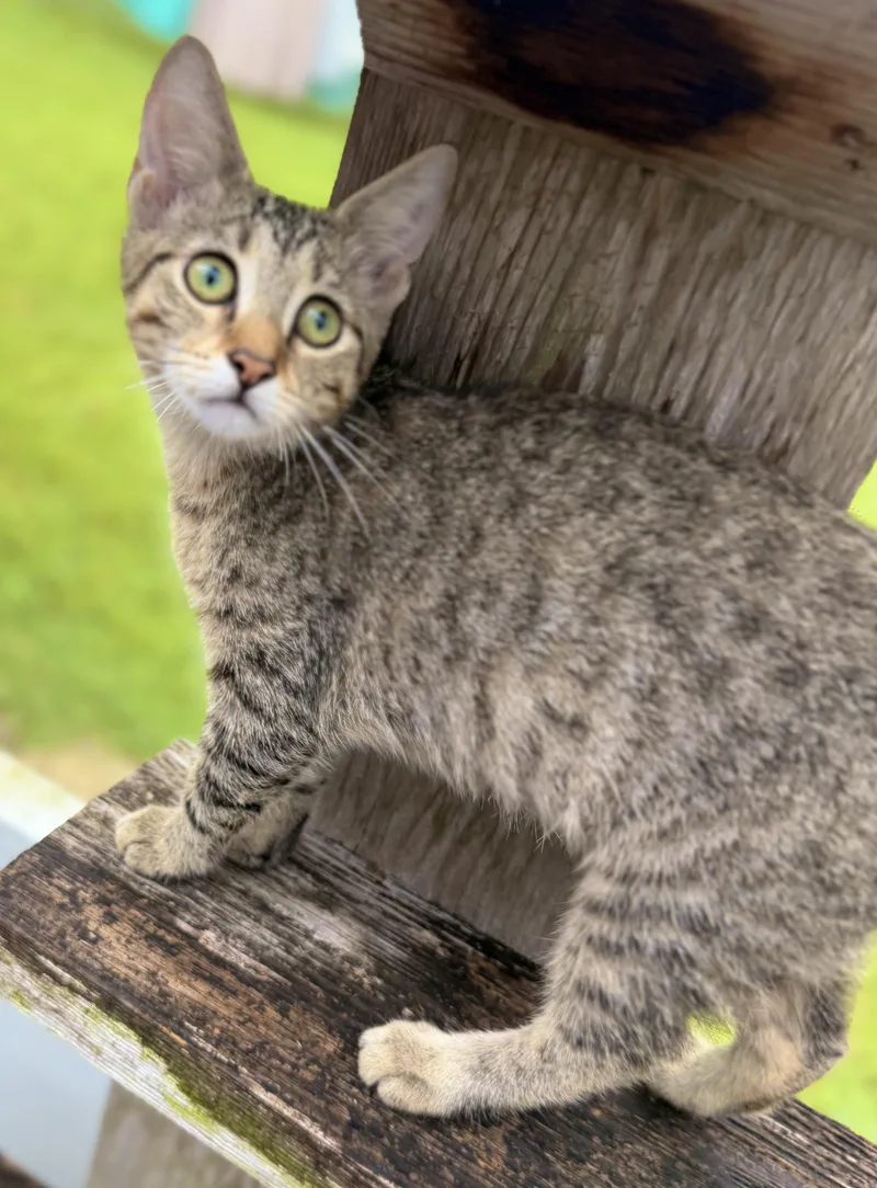 A baby small-sized female Tabby (Brown / Chocolate) Domestic Short Hair cat named Whirly Girl for adoption in Homestead, FL