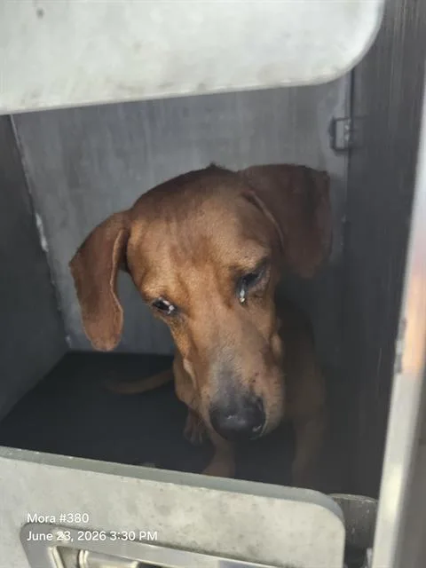 An adult small-sized male Dachshund dog named A for adoption in San Antonio, TX