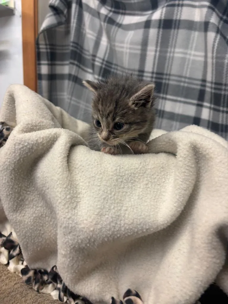 A baby small-sized female Domestic Short Hair cat named Lou for adoption in Algona, IA