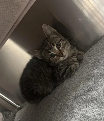 A baby small-sized male Domestic Short Hair cat named Flat Stanley for adoption in Westland, MI