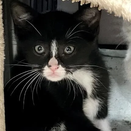 A baby small-sized female Black Domestic Short Hair cat named Floatie for adoption in Chicago, IL
