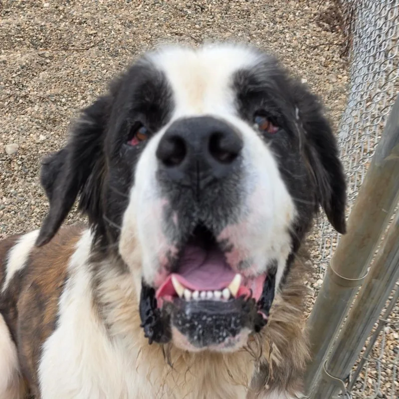 An adult large-sized female Saint Bernard dog named Mila for adoption in Grinnell, IA