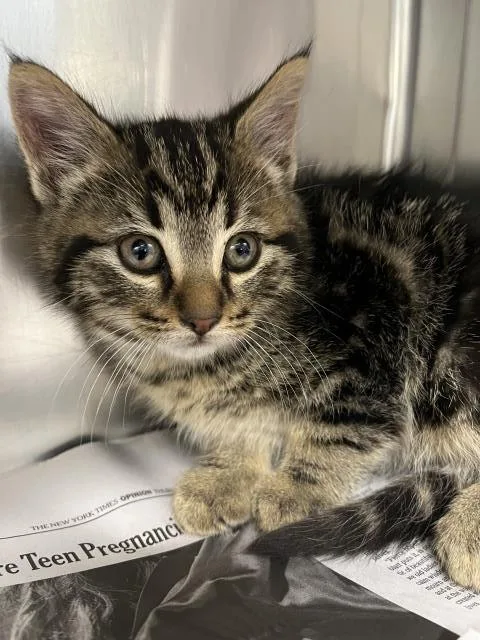 A baby small-sized male Domestic Short Hair cat named Cruiser for adoption in Clinton Township, MI