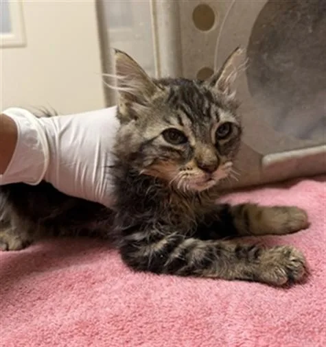 A baby small-sized female Domestic Medium Hair cat named Eleven for adoption in Riverside, CA
