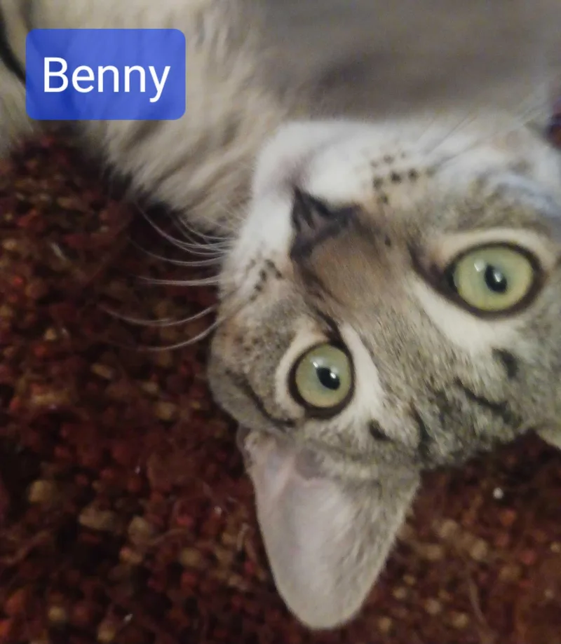Benny thumbnail 2