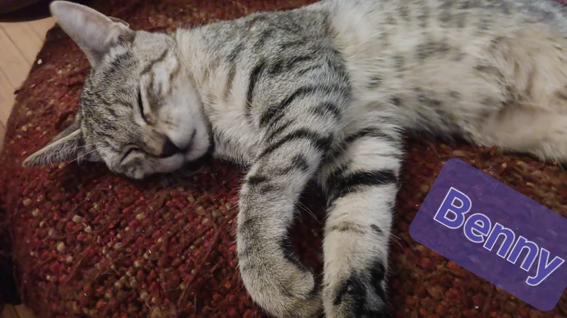 Benny thumbnail 3