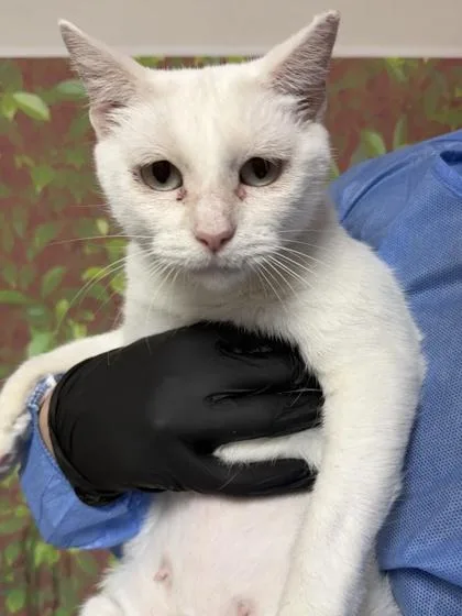A young medium-sized female Domestic Short Hair cat named Cider for adoption in San Antonio, TX