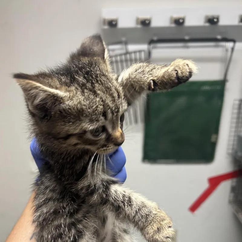 A baby small-sized male Gray / Blue / Silver Domestic Short Hair cat named Saxaphone for adoption in Philadelphia, PA