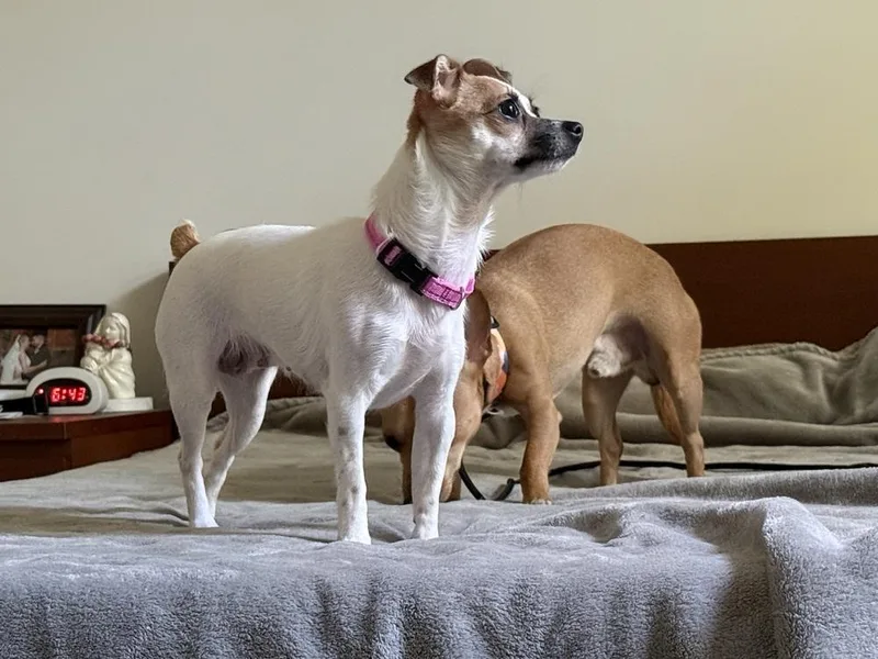 A young small-sized female Tricolor (Brown, Black, & White) Chihuahua dog named Luna for adoption in Middletown, CT