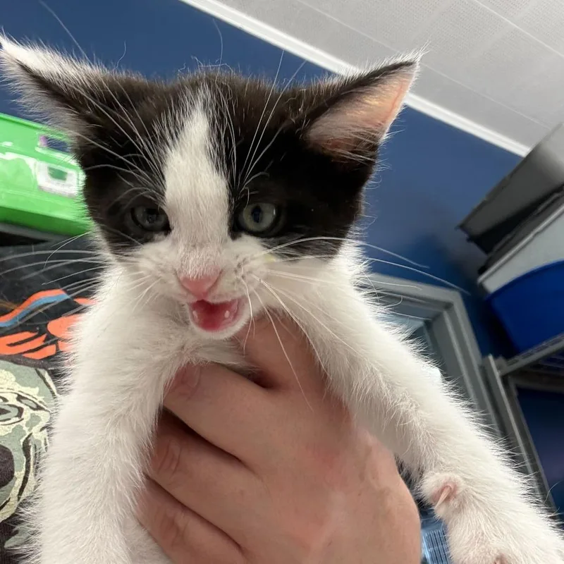 A baby small-sized male Black Domestic Medium Hair cat named Wyatt for adoption in Oak Hill, WV