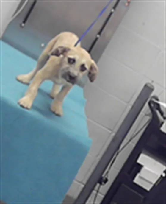A baby small-sized female Border Terrier dog named Paty for adoption in Houston, TX