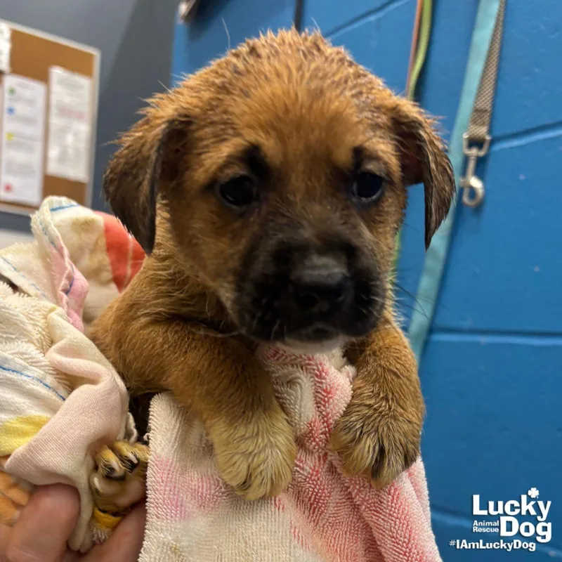 A baby large-sized male Retriever dog named Lakootcha for adoption in Washington, DC