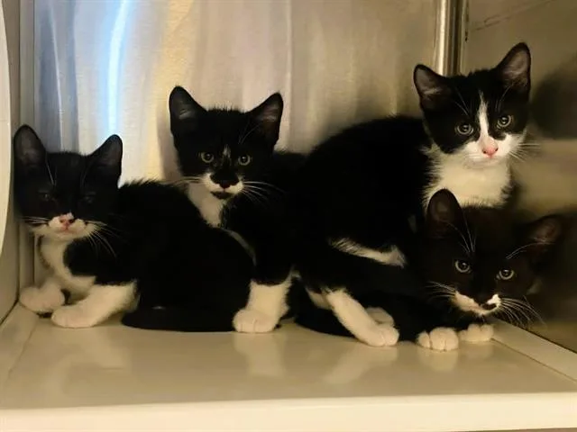 A baby small-sized female Domestic Short Hair cat named Polaris for adoption in Tustin, CA