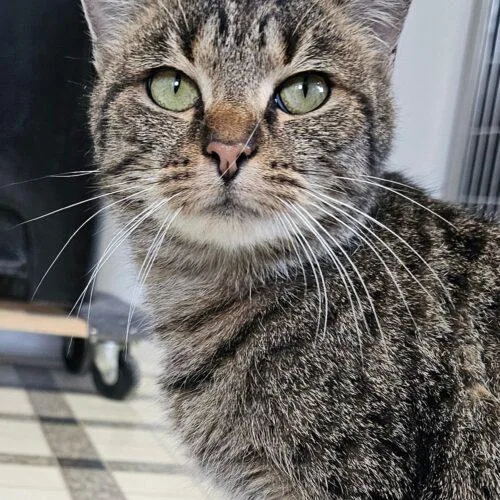 An adult medium-sized female Tabby (Gray / Blue / Silver) Domestic Short Hair cat named Mary Kay C for adoption in Frankfort, KY