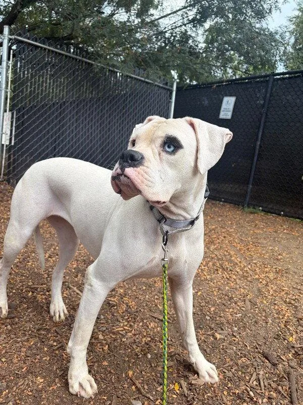 An adult large-sized female Boxer dog named Cincy Argentina for adoption in Monticello, NY