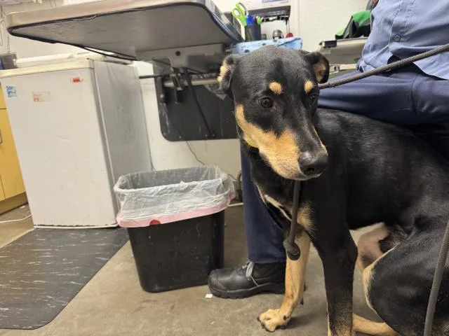 A young large-sized male Doberman Pinscher dog named Rocko for adoption in Los Angeles, CA