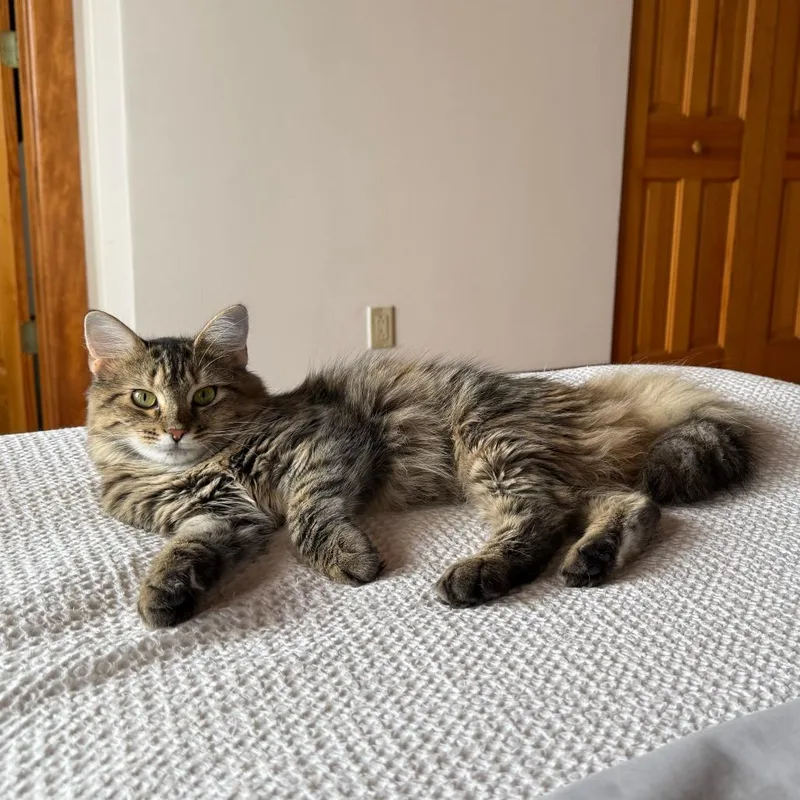 A young small-sized female Brown / Chocolate Domestic Short Hair cat named Fifi La Floof for adoption in Gibsonia, PA