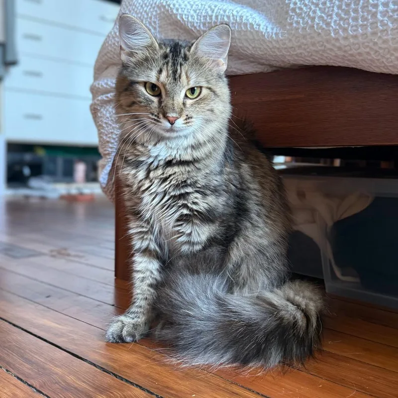 Fifi La Floof thumbnail 2