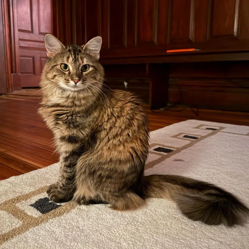 Fifi La Floof thumbnail 3