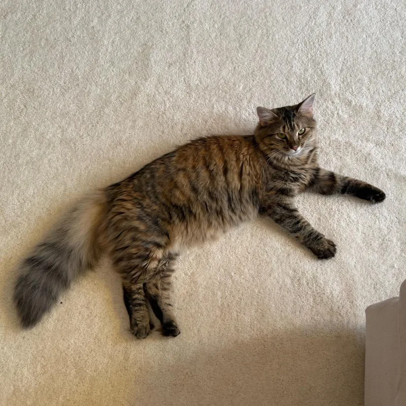 Fifi La Floof thumbnail 4