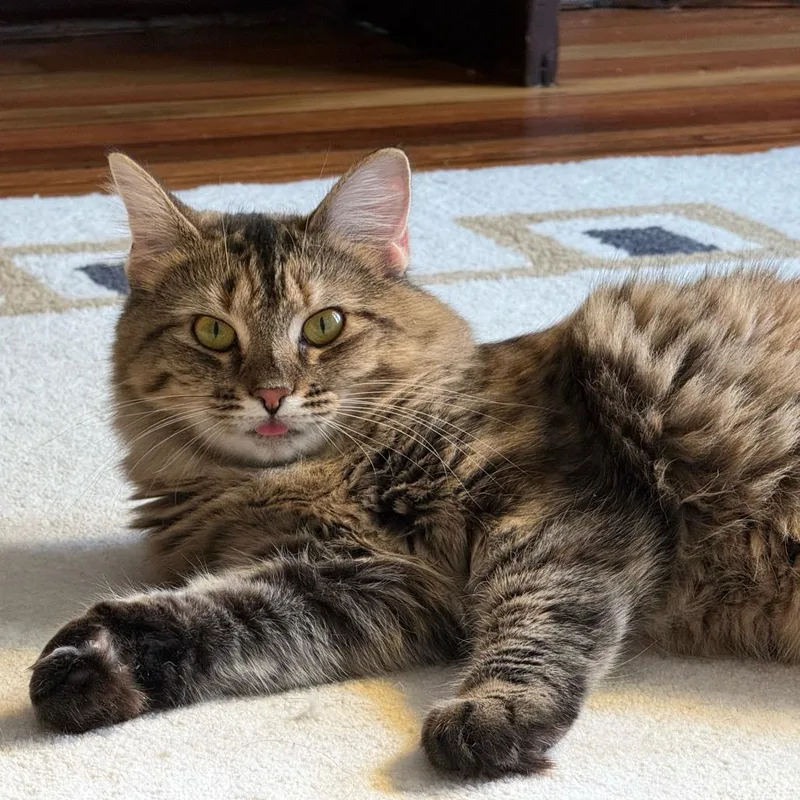 Fifi La Floof thumbnail 6