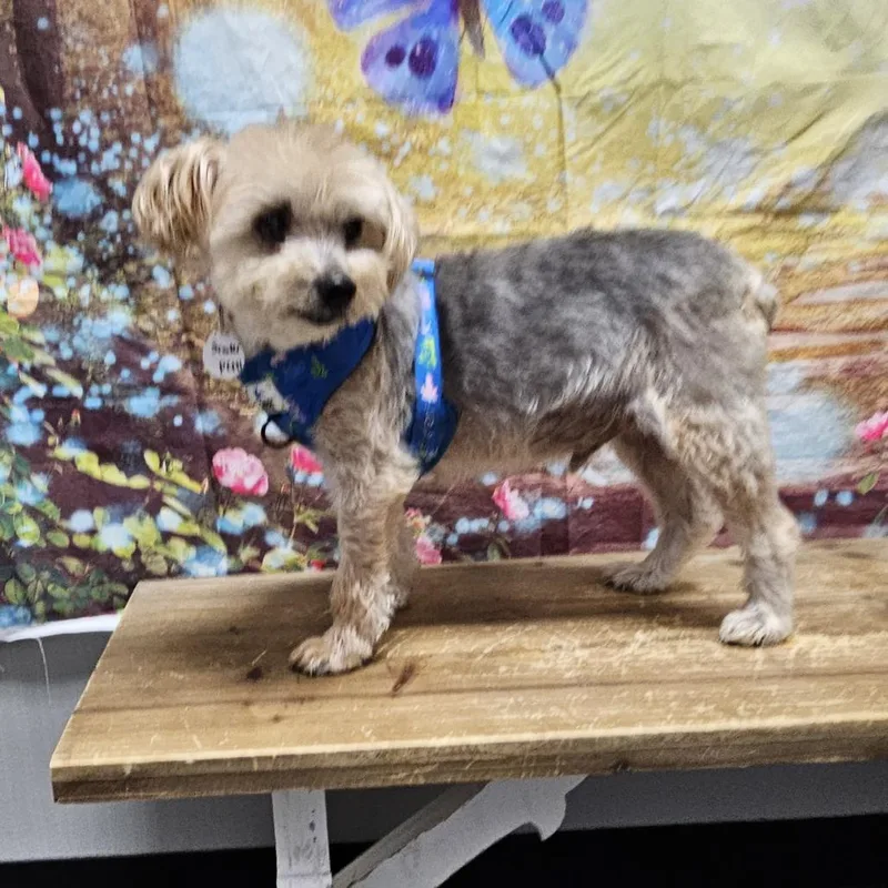 A senior small-sized male Yellow / Tan / Blond / Fawn Maltese dog named Scooter for adoption in Normal, IL